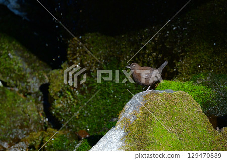 The cute dipper, a wild bird that can be seen in rivers and mountains from winter to early summer The cute dipper, a wild bird that can be seen in rivers and mountains from winter to early summer 129470889