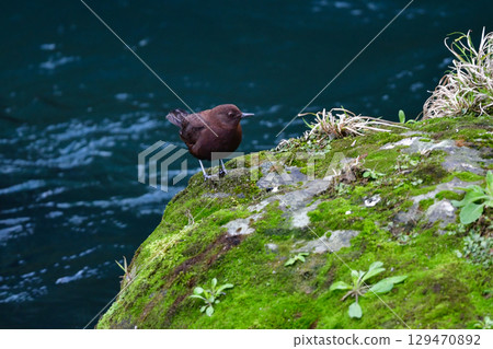 The cute dipper, a wild bird that can be seen in rivers and mountains from winter to early summer The cute dipper, a wild bird that can be seen in rivers and mountains from winter to early summer 129470892