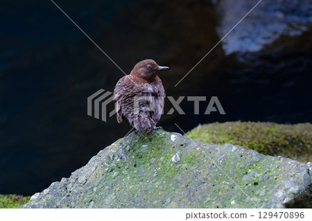 The cute dipper, a wild bird that can be seen in rivers and mountains from winter to early summer The cute dipper, a wild bird that can be seen in rivers and mountains from winter to early summer 129470896