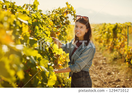 Woman Standing in Vineyard Picking Grapes for Wine Production Woman Standing in Vineyard Picking Grapes for Wine Production 129471012