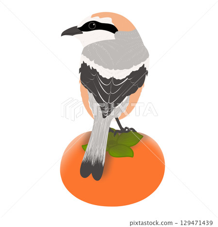 Illustration of a shrike and persimmon 129471439