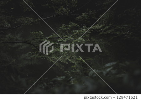 雨天的六義園，東京文京區 129471621