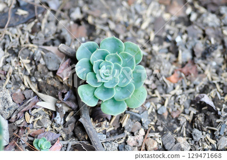 Echeveria runyonii rose or guatemala echeveria or guatemala or Echeveria or Echeveria shaviana or Delilah or Kalanchoe, Crassulaceae or K blossfeldiana Echeveria runyonii rose or guatemala echeveria or guatemala or Echeveria or Echeveria shaviana or Delilah or Kalanchoe, Crassulaceae or K blossfeldiana 129471668
