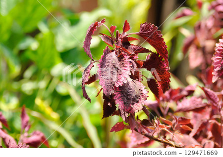 Coleus, Labiatae, Lamiaceae or Painted Nettle or Plectranthus scutellarioides or Solenostemon scutellarioides or red plant Coleus, Labiatae, Lamiaceae or Painted Nettle or Plectranthus scutellarioides or Solenostemon scutellarioides or red plant 129471669