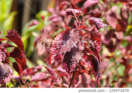 Coleus, Labiatae, Lamiaceae or Painted Nettle or Plectranthus scutellarioides or Solenostemon scutellarioides or red plant Coleus, Labiatae, Lamiaceae or Painted Nettle or Plectranthus scutellarioides or Solenostemon scutellarioides or red plant 129471670