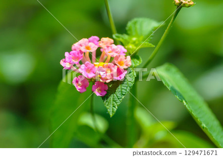 Lantana camara L, Cloth of gold or Hedge flower or Lantana or Weeping lantana or White sage or VERBENACEAE or pink flower 129471671