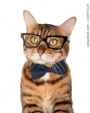 Bengal cat wearing a bow tie and glasses Bengal cat wearing a bow tie and glasses 129472120