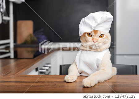 Burmese cat chef awaits a treat in the kitchen. 129472122