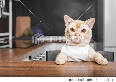 Burmese cat chef awaits a treat in the kitchen. Burmese cat chef awaits a treat in the kitchen. 129472123