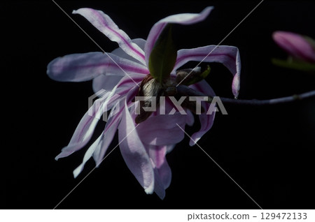 星花木蘭 129472133