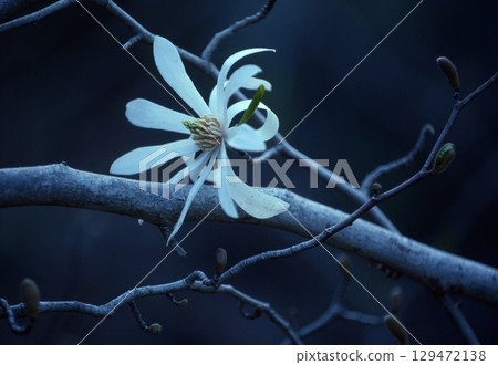 星花木蘭 星花木蘭 129472138