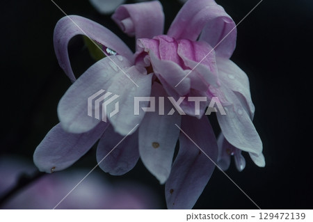 星花木蘭 129472139