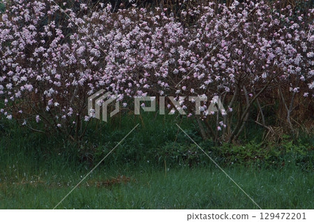 Shidecabushi Shidecabushi 129472201