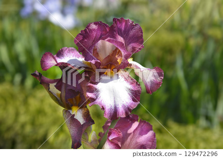 Tall bearded iris Crinoline Tall bearded iris Crinoline 129472296