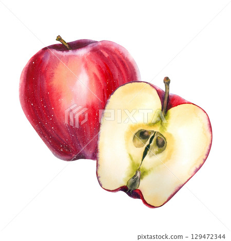 Red and yellow watercolor illustration of whole and sliced apples in realistic style. Perfect for food packaging, juice labels, cookbooks, organic products, farmers markets, and festive food design. 129472344