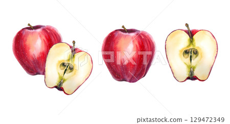 Red and yellow watercolor illustration of whole and sliced apples in realistic style. Perfect for food packaging, juice labels, cookbooks, organic products, farmers markets, and festive food design. 129472349