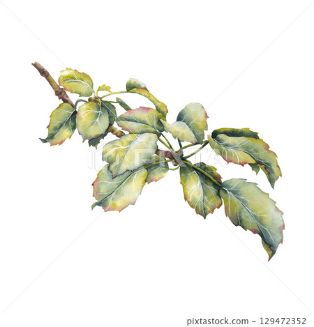 Watercolor illustration apple branch with lush green leaves. Natural harvest symbol, ideal for seasonal, rustic, or botanical design projects. 129472352