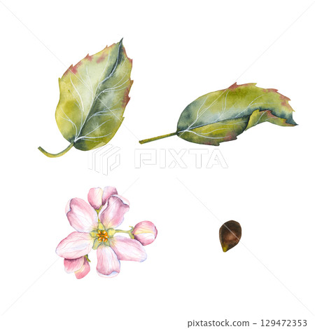 Watercolor illustration of apple tree elements: two green leaves with red-brown edges, a delicate pink apple blossom flower, and a small brown apple seed. Perfect for botanical and seasonal designs. 129472353
