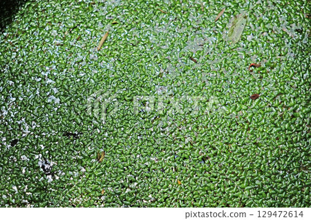 Wolffia globosa on the water. Wolffia globosa on the water. 129472614