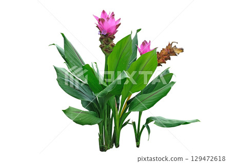 Curcuma alismatifolia Gagnep. Zingiberaceae Zingibereae-Lotus Ginger 129472618