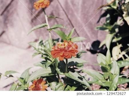 Red flower	 129472627