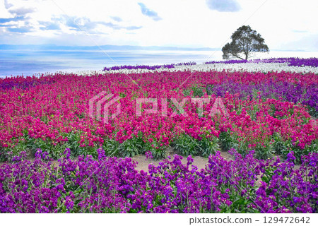 淡路花埕，眺望海的花園 129472642