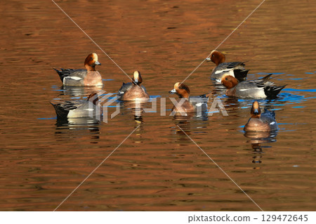 The beautiful, brightly colored red-headed wigeon is a duck species that can be spotted in ponds and lakes in nearby parks from winter to spring. 129472645