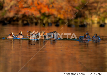 The beautiful, brightly colored red-headed wigeon is a duck species that can be spotted in ponds and lakes in nearby parks from winter to spring. 129472646