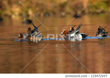 美麗、色彩鮮豔的紅頭鴨是一種鴨子，從冬季到春季，可以在附近公園的池塘和湖泊中看到它們。 129472647