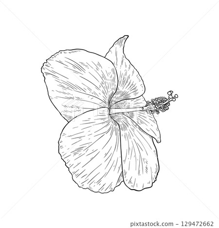 Vector Hibiscus floral tropical flowers. Black and white engraved ink art 129472662