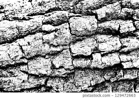 Tree bark texture background Black and white Tree bark texture background Black and white 129472663