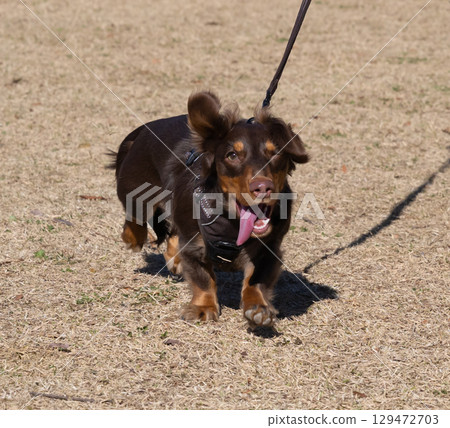 伸出舌頭奔跑的狗 129472703