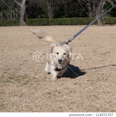 Dog running looking at camera 129472707