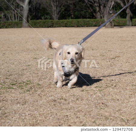 A dog staring straight at you 129472708