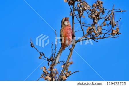 紅胸法語鳥是一種美麗、鮮豔的酒紅色和白色鳥類,從冬季到春季可以在附近的公園和林地中看到。 紅胸法語鳥是一種美麗、鮮豔的酒紅色和白色鳥類,從冬季到春季可以在附近的公園和林地中看到。 129472725