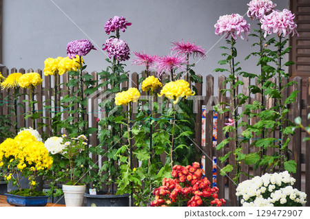 Beautiful scenery of Sanzen-in Temple in Ohara (Sakyo Ward, Kyoto City, Kyoto Prefecture) Beautiful scenery of Sanzen-in Temple in Ohara (Sakyo Ward, Kyoto City, Kyoto Prefecture) 129472907