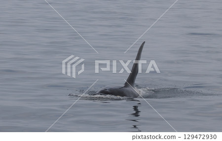 虎鯨在游泳時露出背鰭 虎鯨在游泳時露出背鰭 129472930