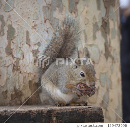 cute Japanese squirrel 129472996