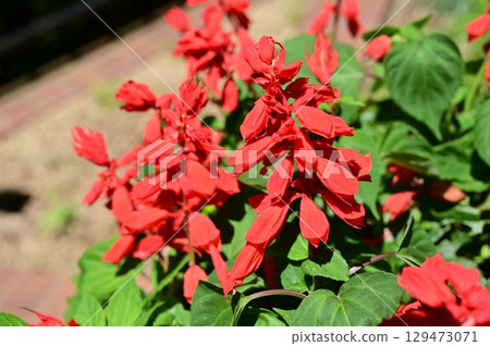 鼠尾草(唇形科) 鼠尾草(唇形科) 129473071