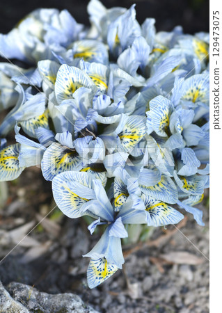 Iris Katherine Hodgkin 129473075