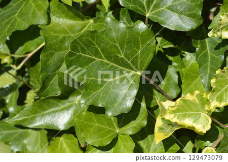 English Ivy Yellow Ripple 129473079