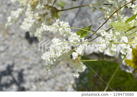 Fern-leaf dropwort Fern-leaf dropwort 129473080