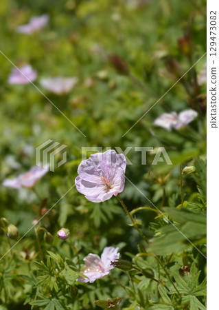 Bloody cranesbill 129473082