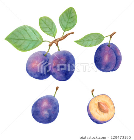 Set of whole and sliced plum fruits with leaves. Watercolor botanical illustration. Fruit clip art for menu design, packaging, recipes. Berry harvest, production. Hand drawn isolated art. Set of whole and sliced plum fruits with leaves. Watercolor botanical illustration. Fruit clip art for menu design, packaging, recipes. Berry harvest, production. Hand drawn isolated art. 129473190