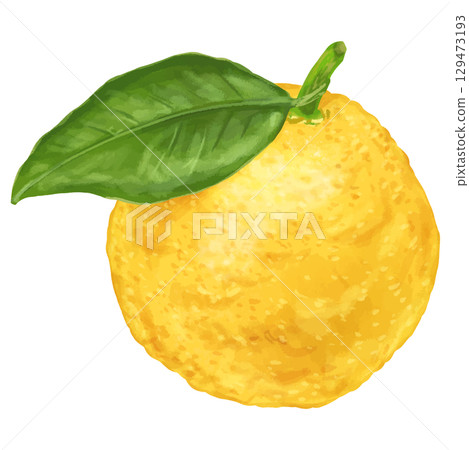 Winter is the season! A realistic illustration of a single yuzu with leaves Winter is the season! A realistic illustration of a single yuzu with leaves 129473193