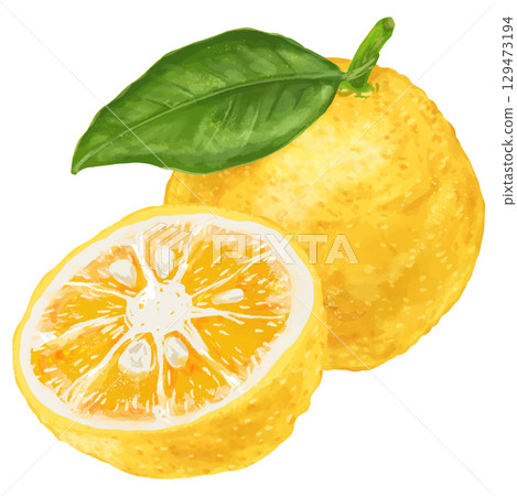 Winter is the season! A realistic illustration of two yuzu fruits 129473194