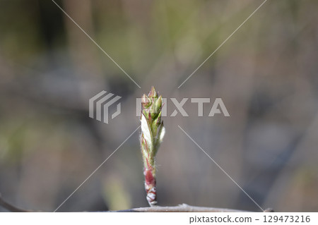 Alder-leaved serviceberry Sleyt Alder-leaved serviceberry Sleyt 129473216