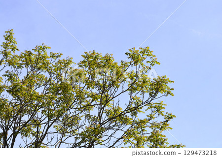 Tree of heaven Tree of heaven 129473218