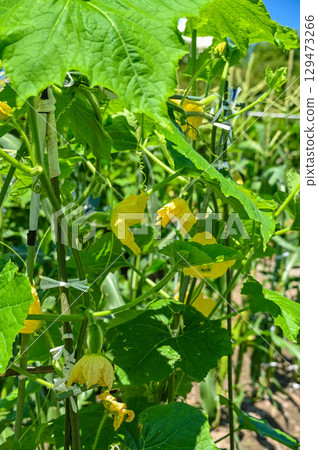 Winter melon from a home garden 129473266