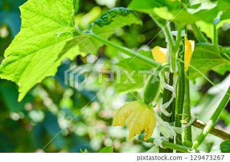 Winter melon from a home garden Winter melon from a home garden 129473267